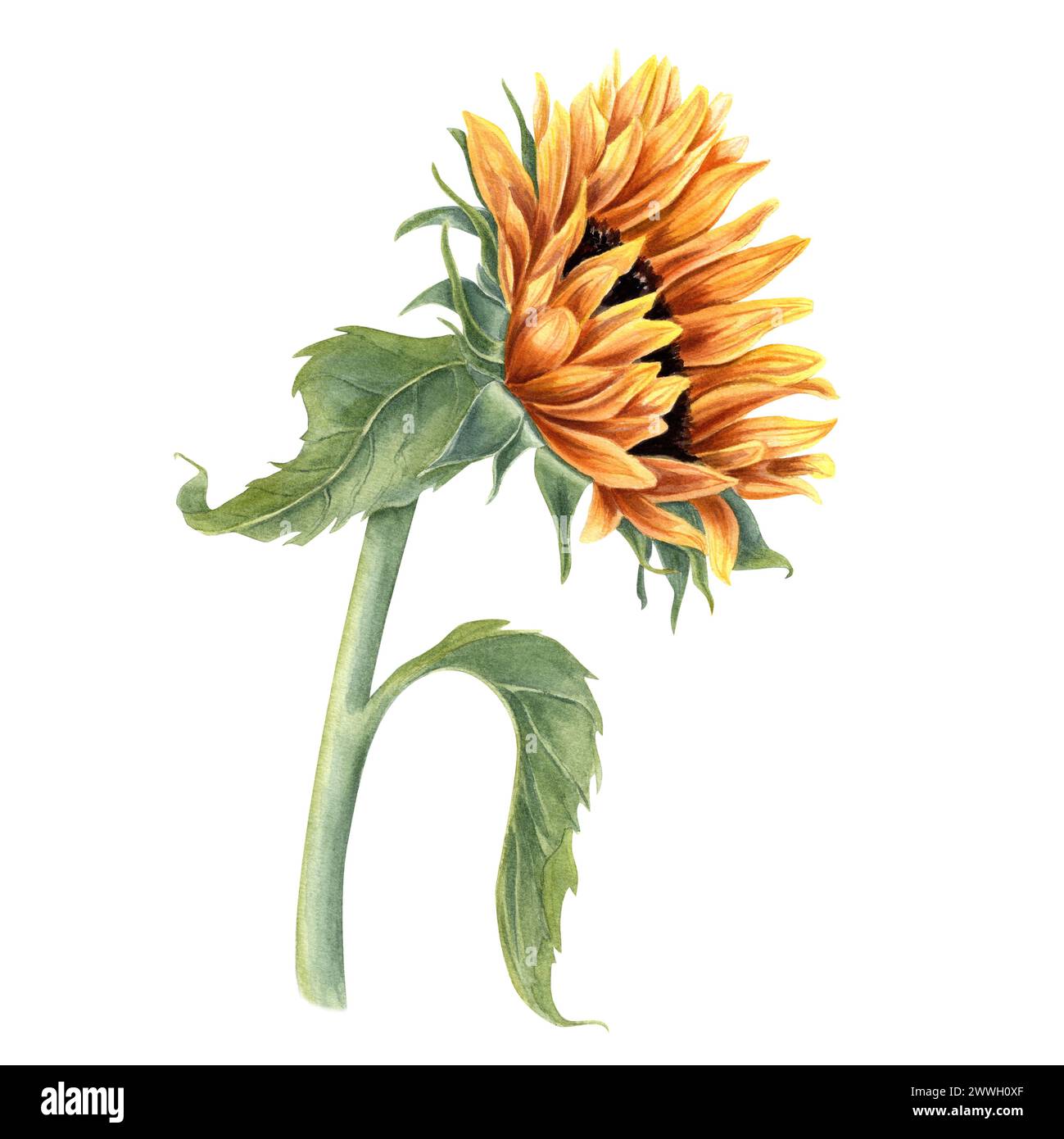 Single sunflower on stem. Field wild yellow flower. Flower head, leaf. Rustic style. Watercolor illustration. Side view. For cards, invitations Stock Photo