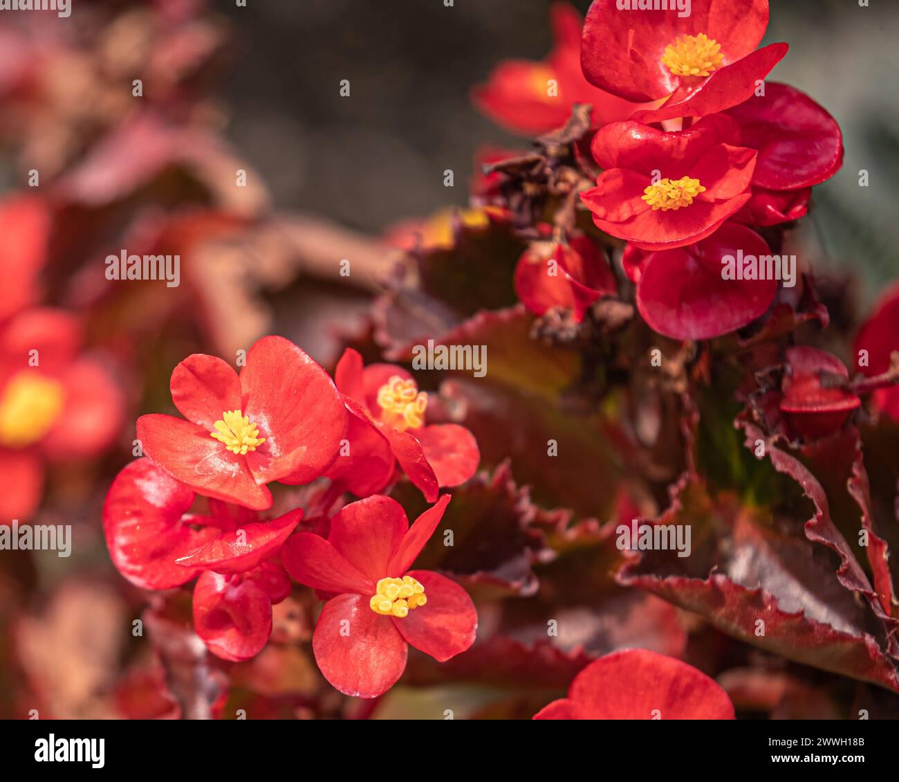 Red Begonia flower in ful bloom Stock Photo
