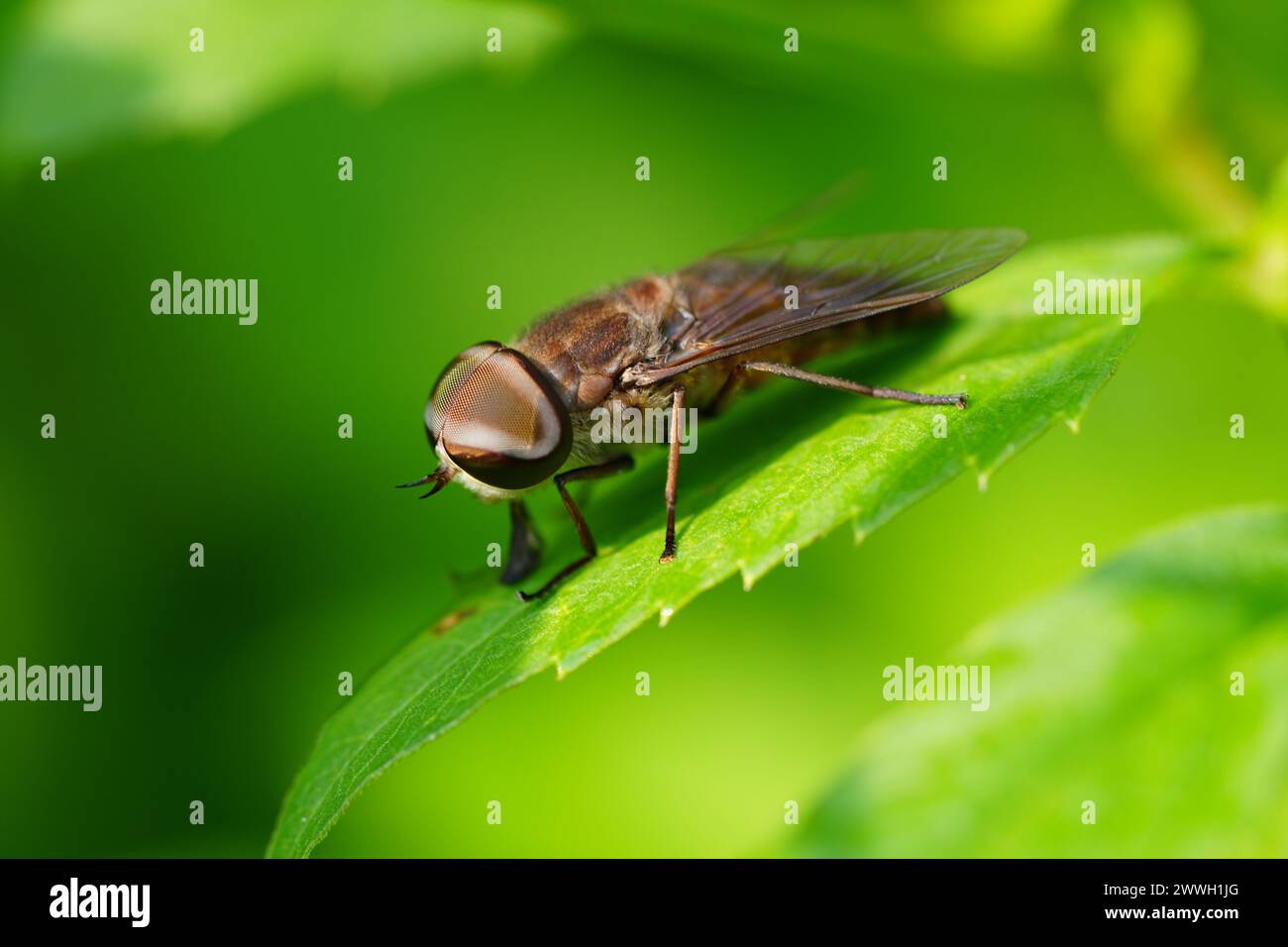 Close up of a Tabanus bovinus insect Stock Photo