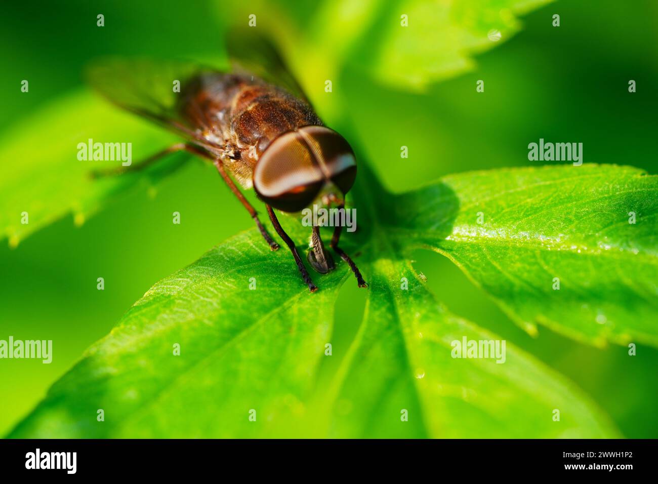 Close up of a Tabanus bovinus insect Stock Photo