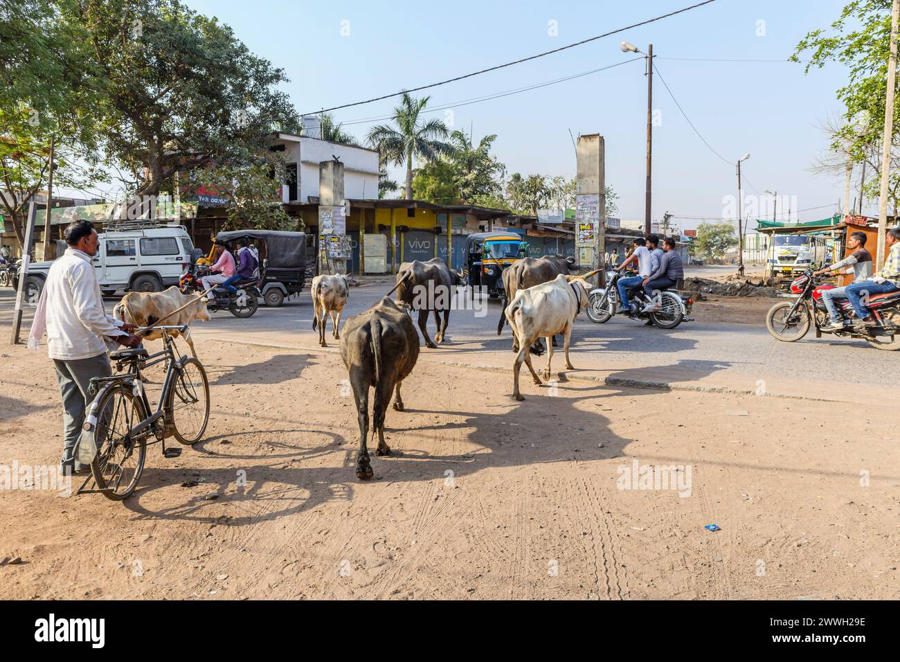Typical street scene: cows walking in the road with local people, a bicycle and motorbikes in a town in the Umaria district of Madhya Pradesh, India Stock Photo