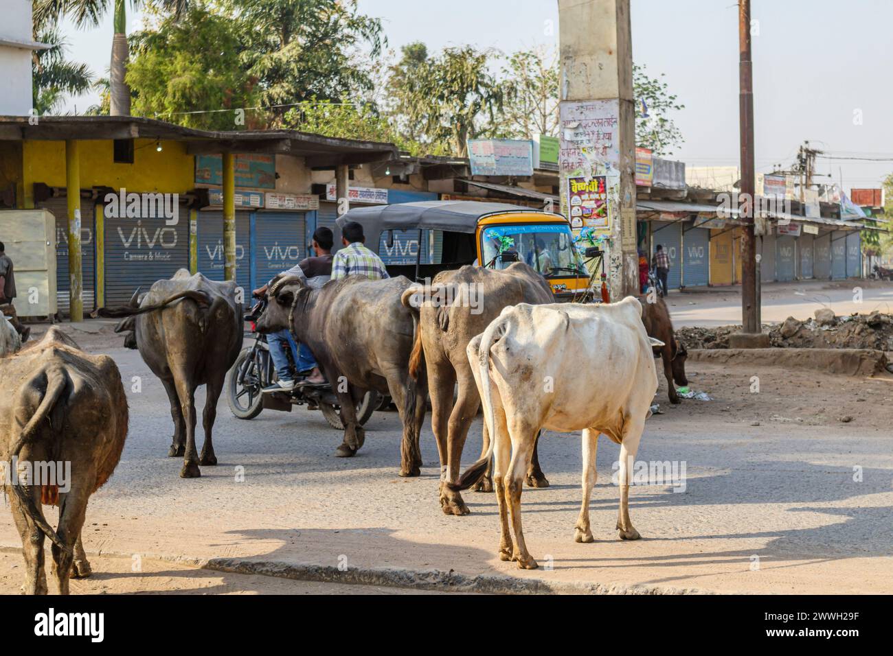 Typical street scene: cows walking in a dusty road in local traffic in a town near Bandhavgarh in the Umaria district of Madhya Pradesh, India Stock Photo