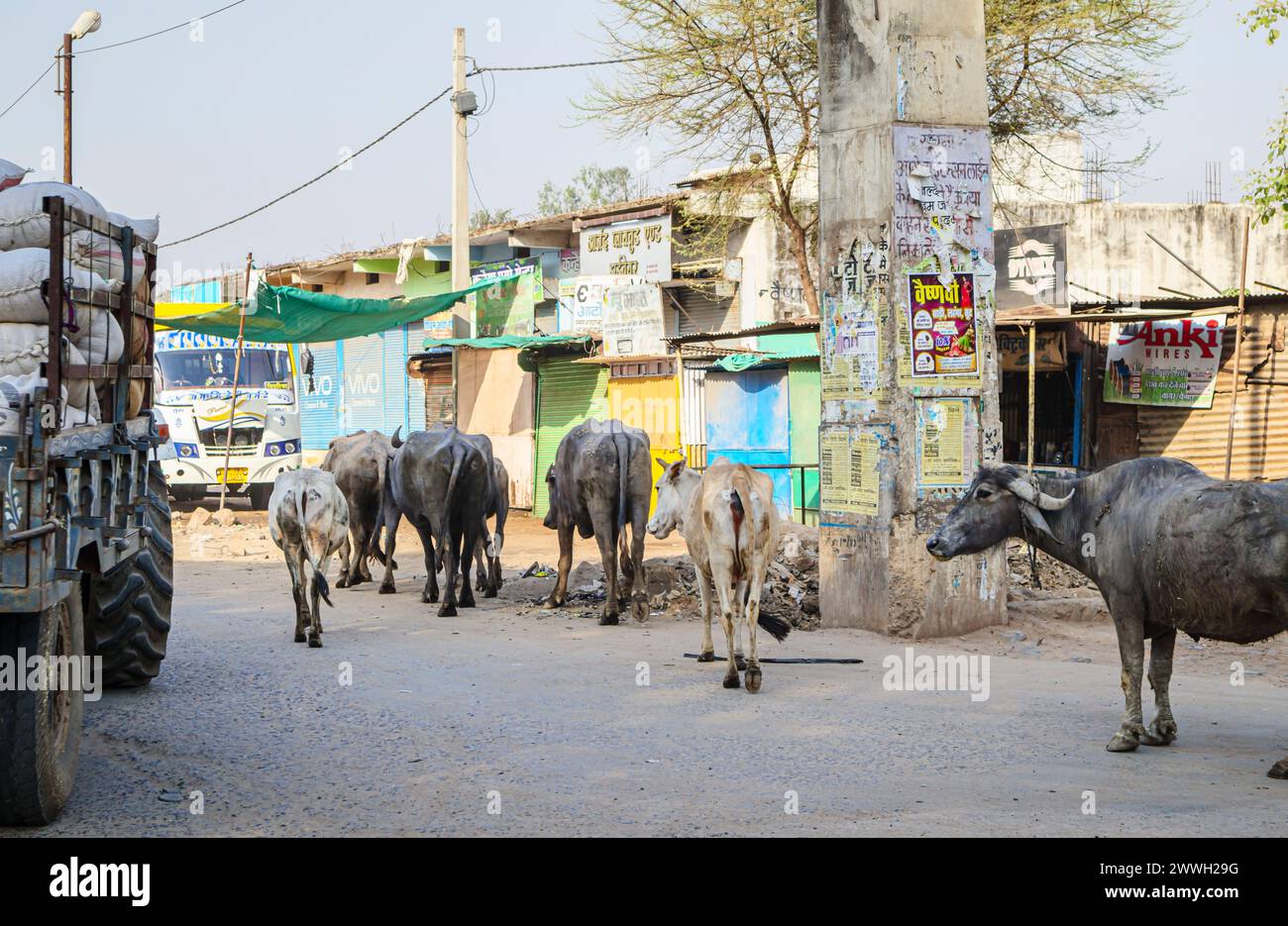 Typical street scene: cows walking in a dusty road beside closed roadside shops in a town near Bandhavgarh, Umaria district of Madhya Pradesh, India Stock Photo