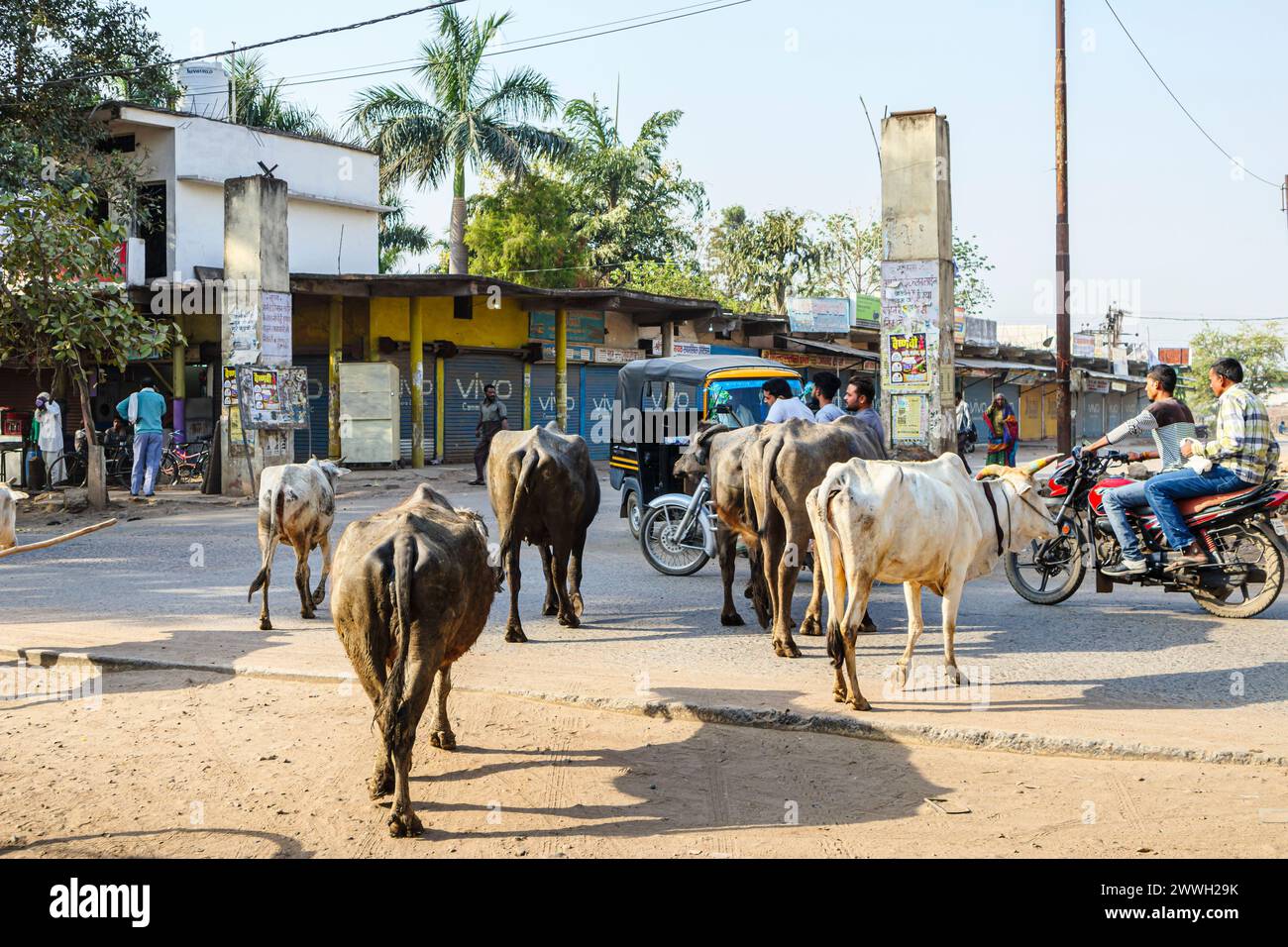 Typical street scene: cows walking in the road with local people, traffic and motorbikes in a town in the Umaria district of Madhya Pradesh, India Stock Photo