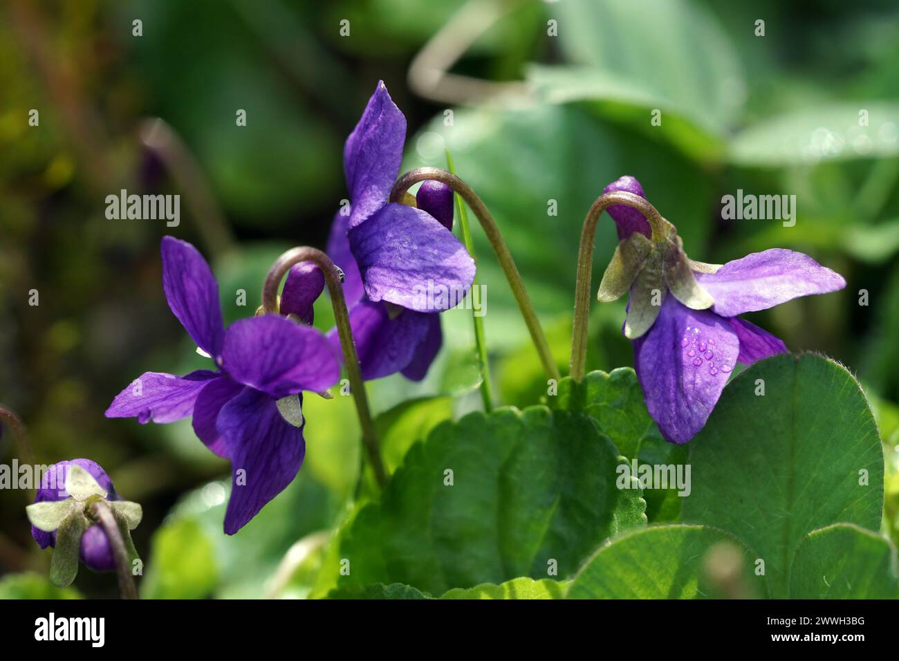 Close up of common violet (Viola odorata) in spring Stock Photo