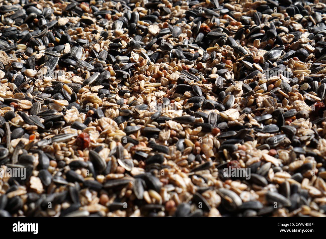 Close up of mixture of bird seeds, including oilseeds like unpeeled sunflower seeds and Oats Stock Photo