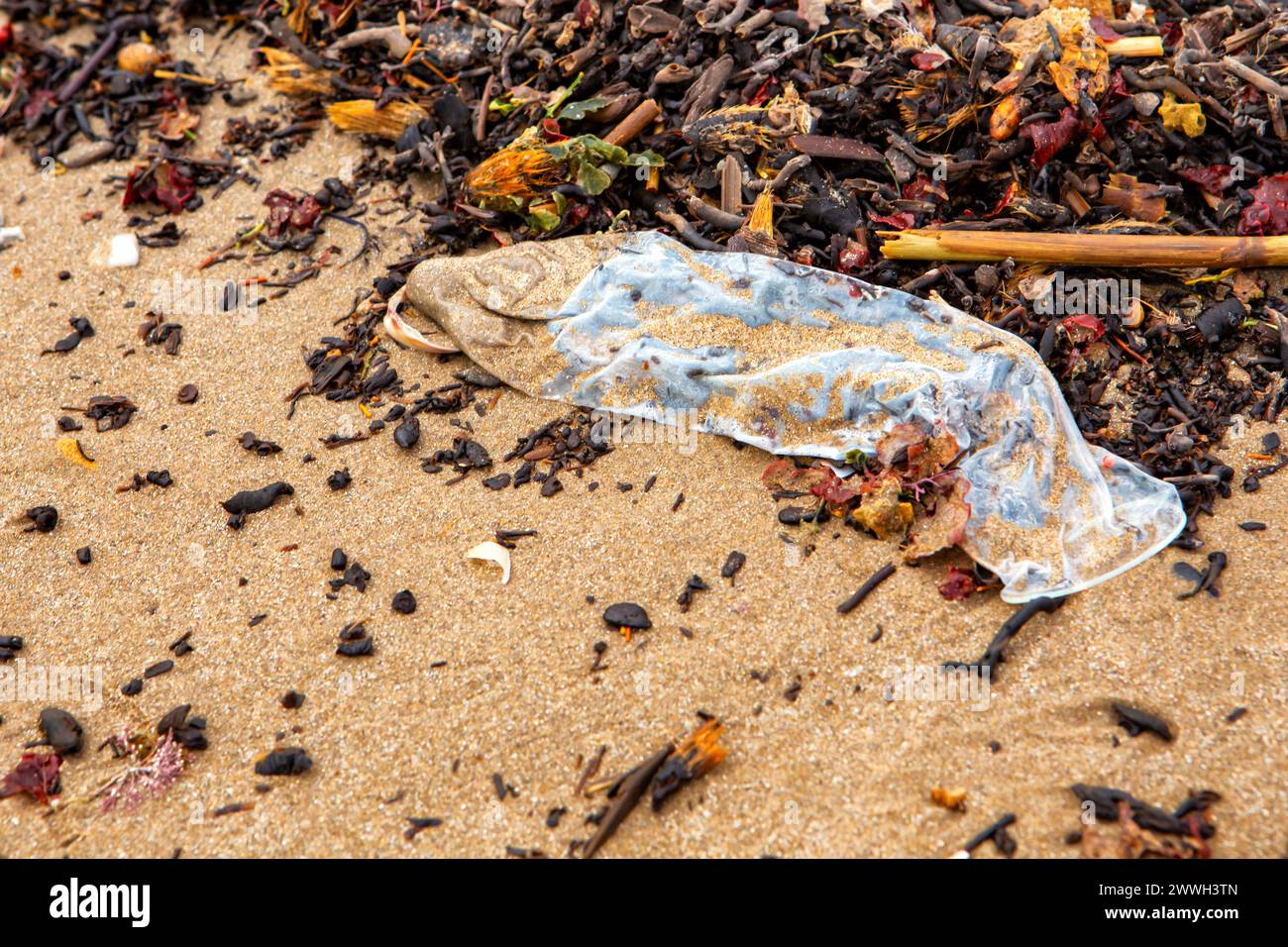 garbage on the beach, condom on the seashore close-up top view. ecological problems. Stock Photo
