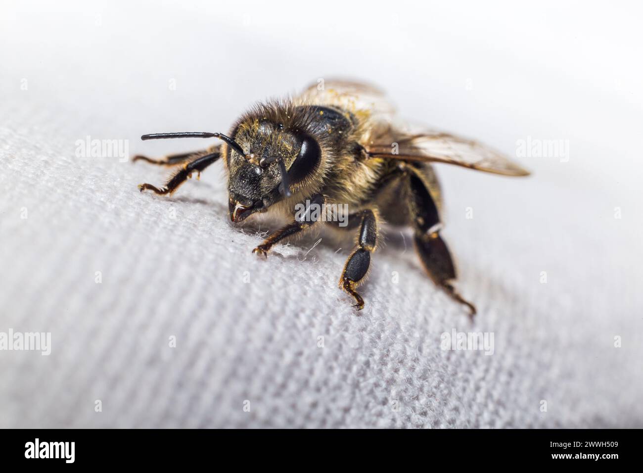 Beautiful shot of a honey bee hi-res stock photography and images - Alamy