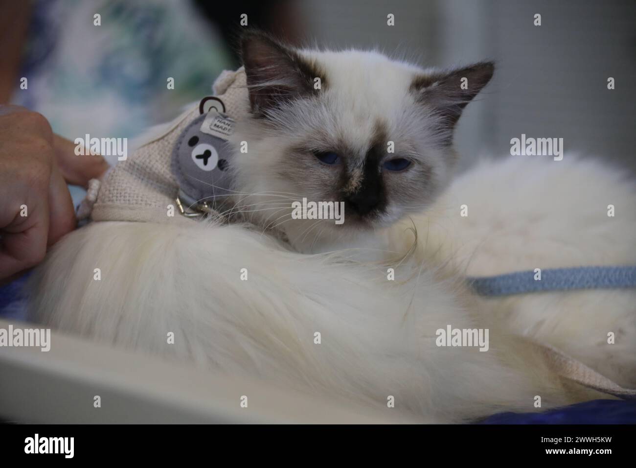 Sydney, Australia. Sunday, 24th March 2024. The Sydney Royal Easter Show runs from 22nd March to 2 April 2024 held at Sydney Olympic Park. Pictured: Ragdoll cat. Credit: RM/Alamy Live News Stock Photo
