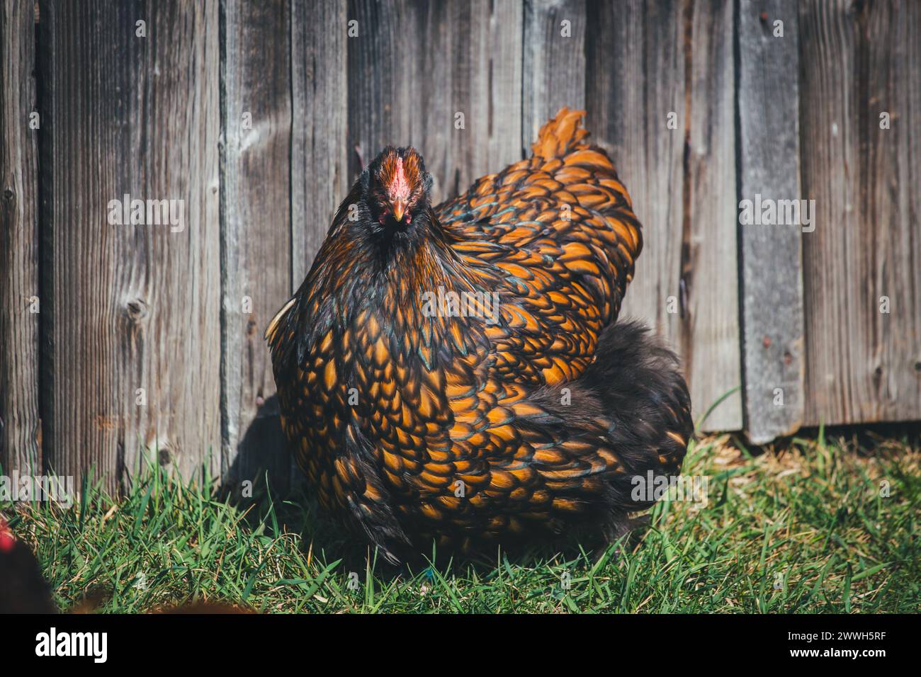 Orpington chicken Stock Photo