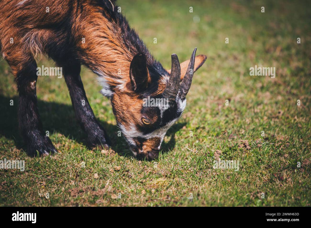 Brown white goat Stock Photo