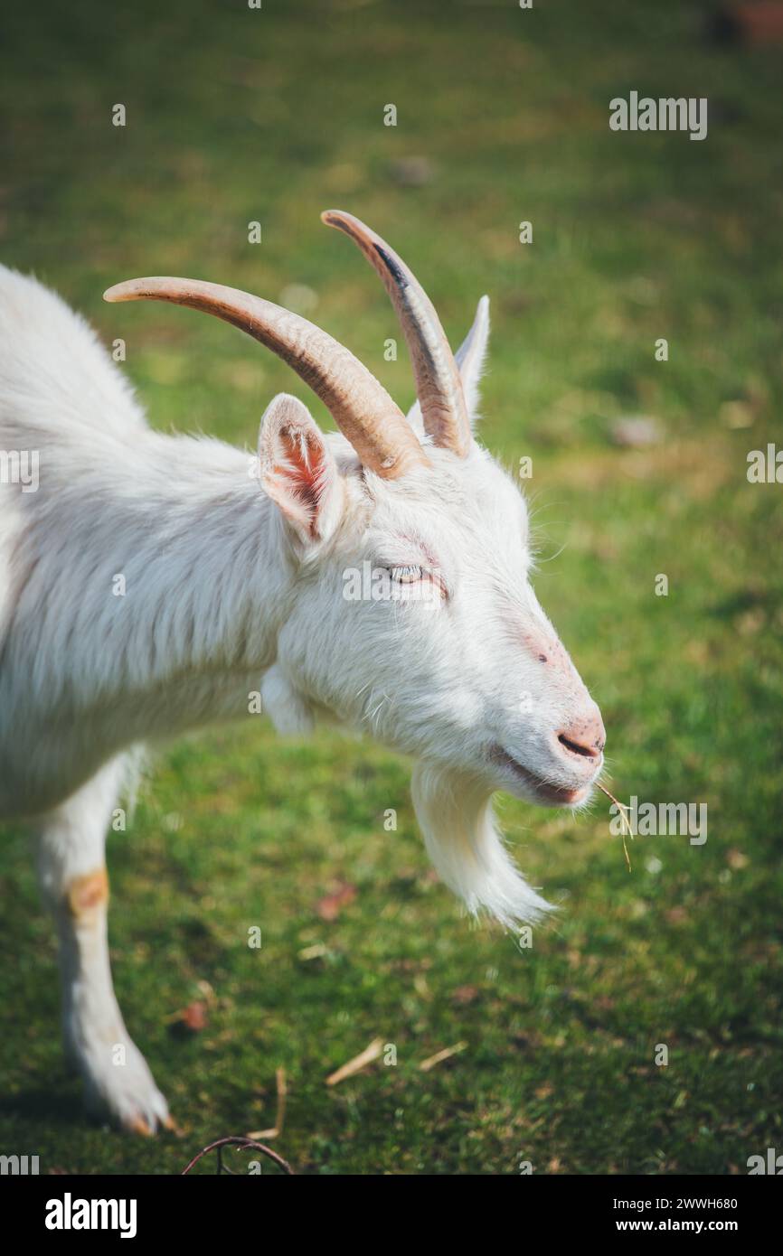 Saanen goat Stock Photo