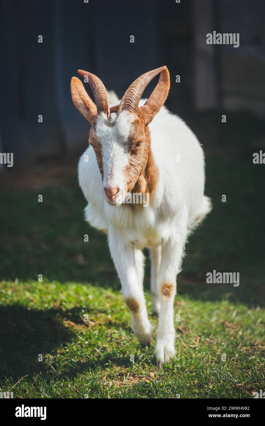 Brown white goat Stock Photo