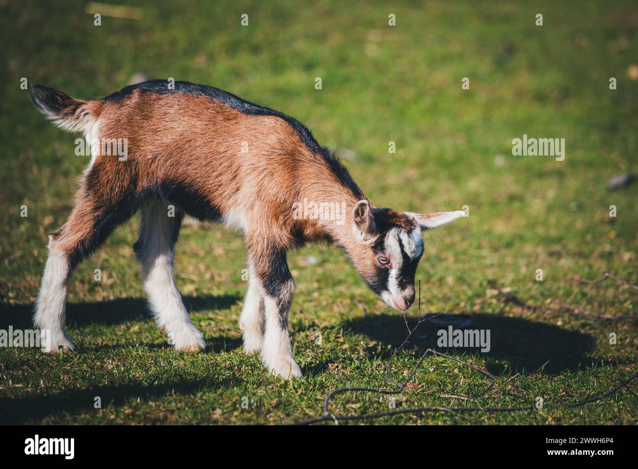 Brown white goat kid Stock Photo