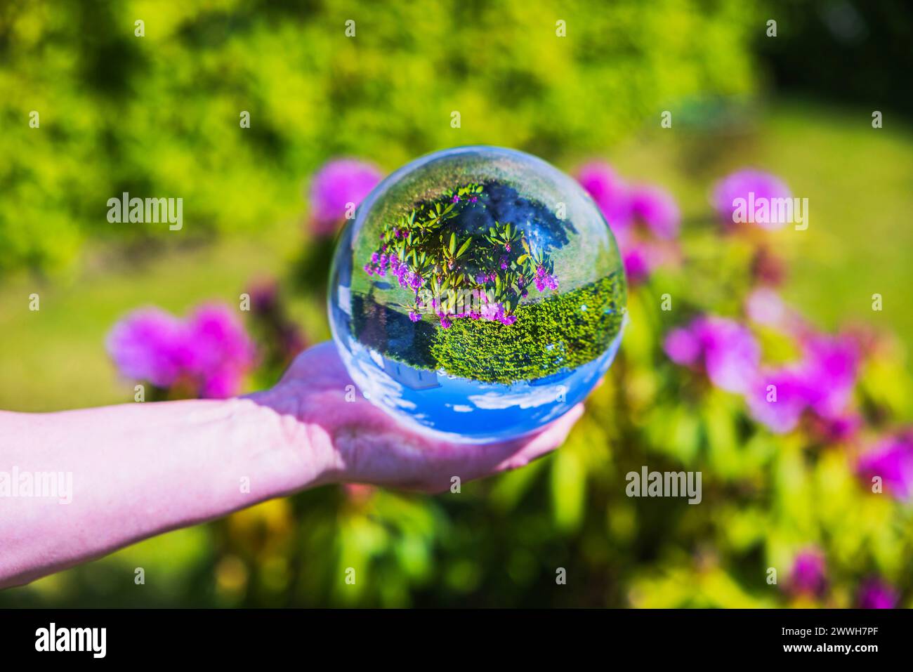 Close-up of hand holding crystal ball reflecting reversed image of blooming rhododendron bush on green lawn in garden. Stock Photo