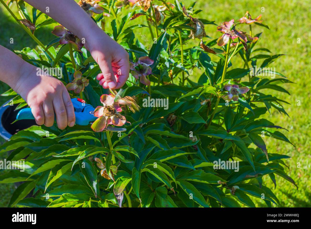 Closeup view of a child's hands using garden scissors to prune a peony