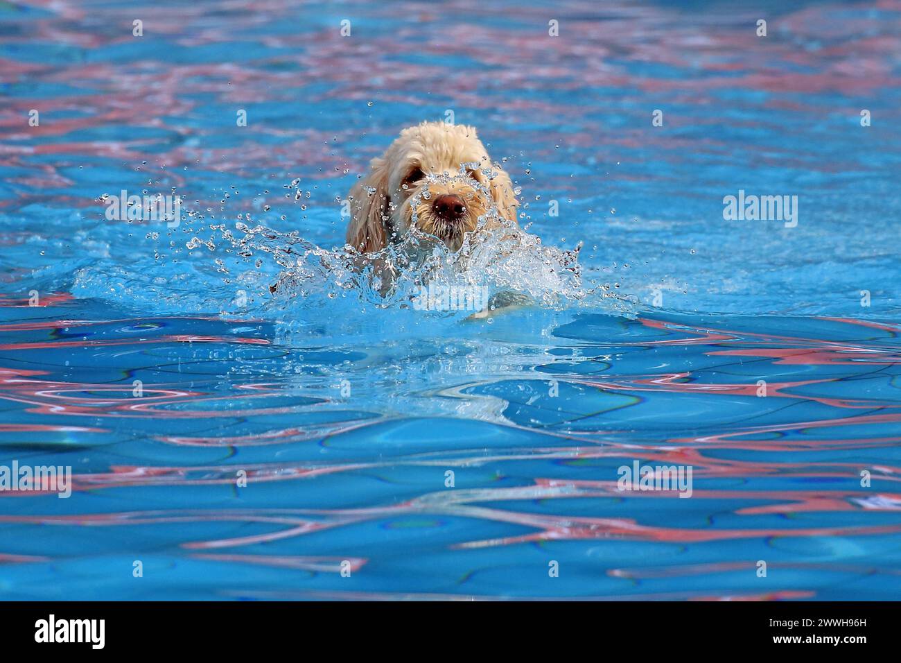 Dog in the water, swimming pool Stock Photo