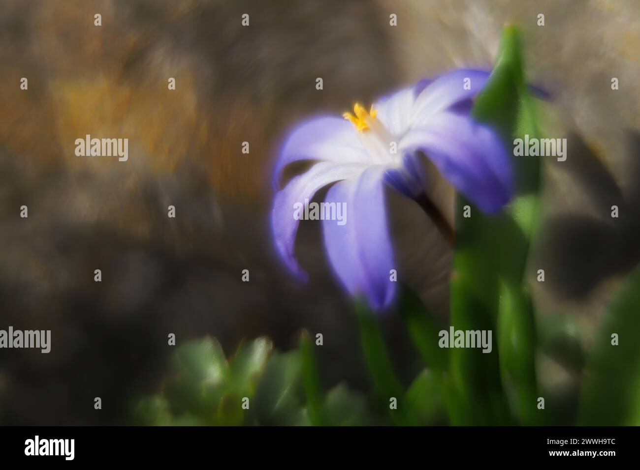 Close-up of a purple flower, alpine squill (Scilla bifolia) with blurred background, Hesse, Germany Stock Photo