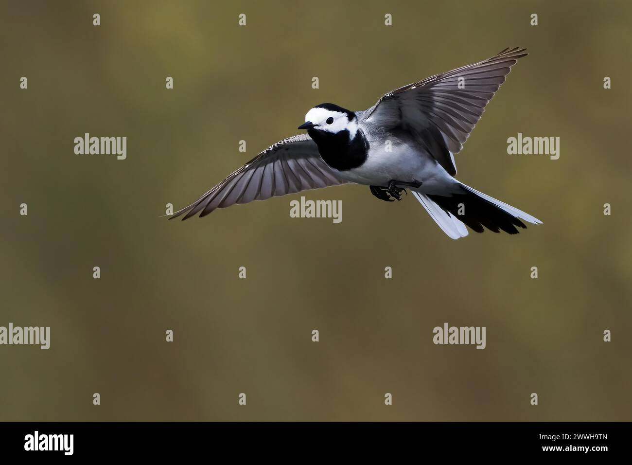White wagtail (Motacilla alba) flying with outstretched wings, Hesse, Germany Stock Photo