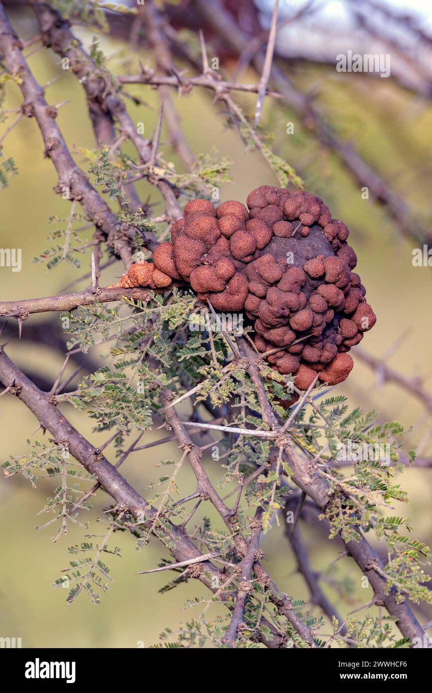 Acasia tree infected by rust fungus (Uromycladium sp., possibly U. tepperianum?). Photo from Maasai Mara, Kenya (2018). Stock Photo