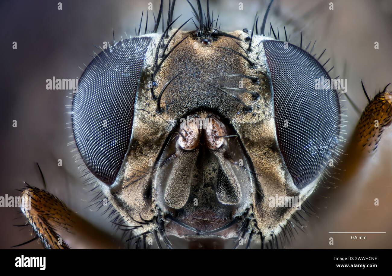House fly (Musca domestica). Stock Photo