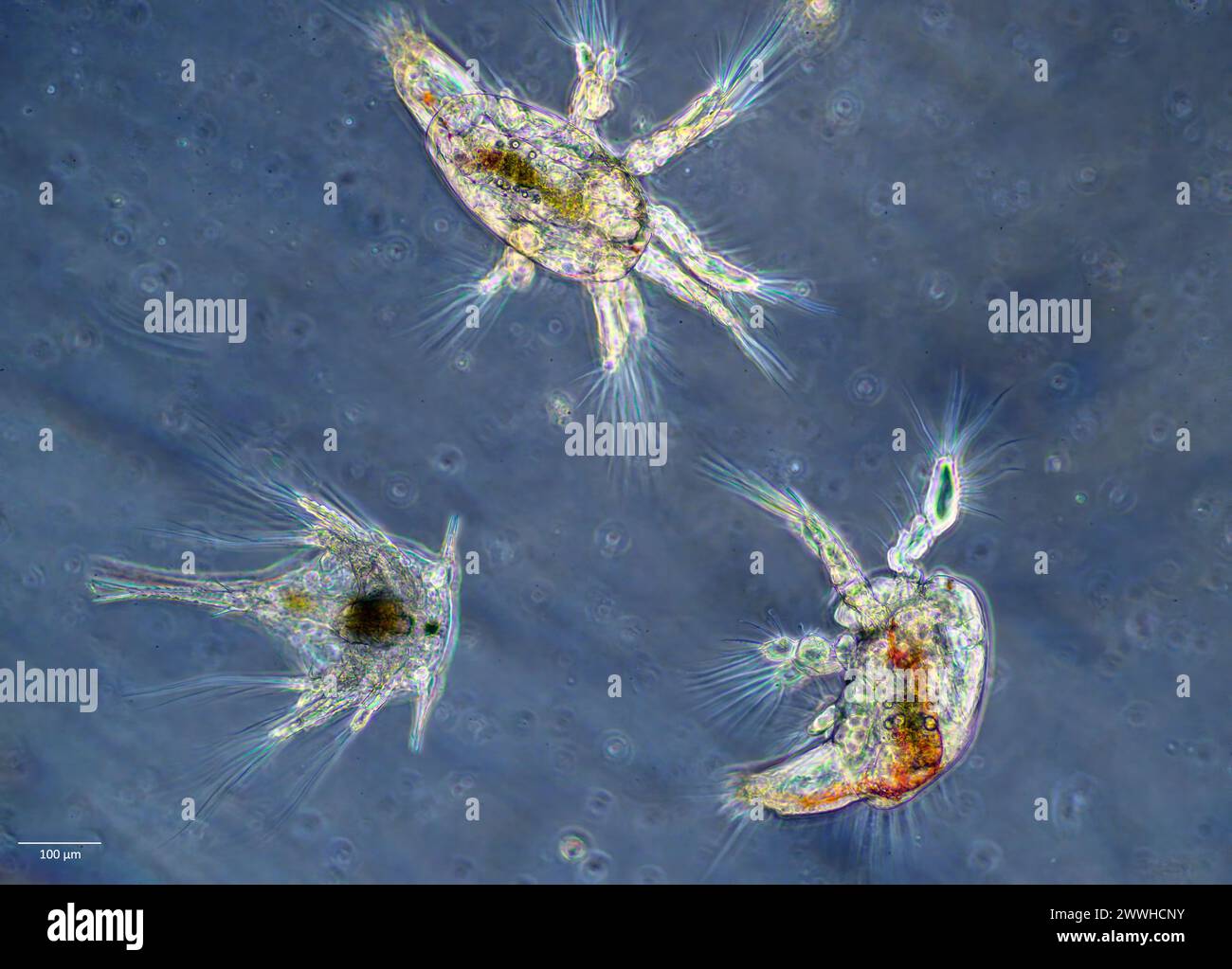 Two copepod nauplius larva and one cirripedia larvae (Balanus sp., bottom left) sampled from surface water, south-western Norway in March. Stock Photo