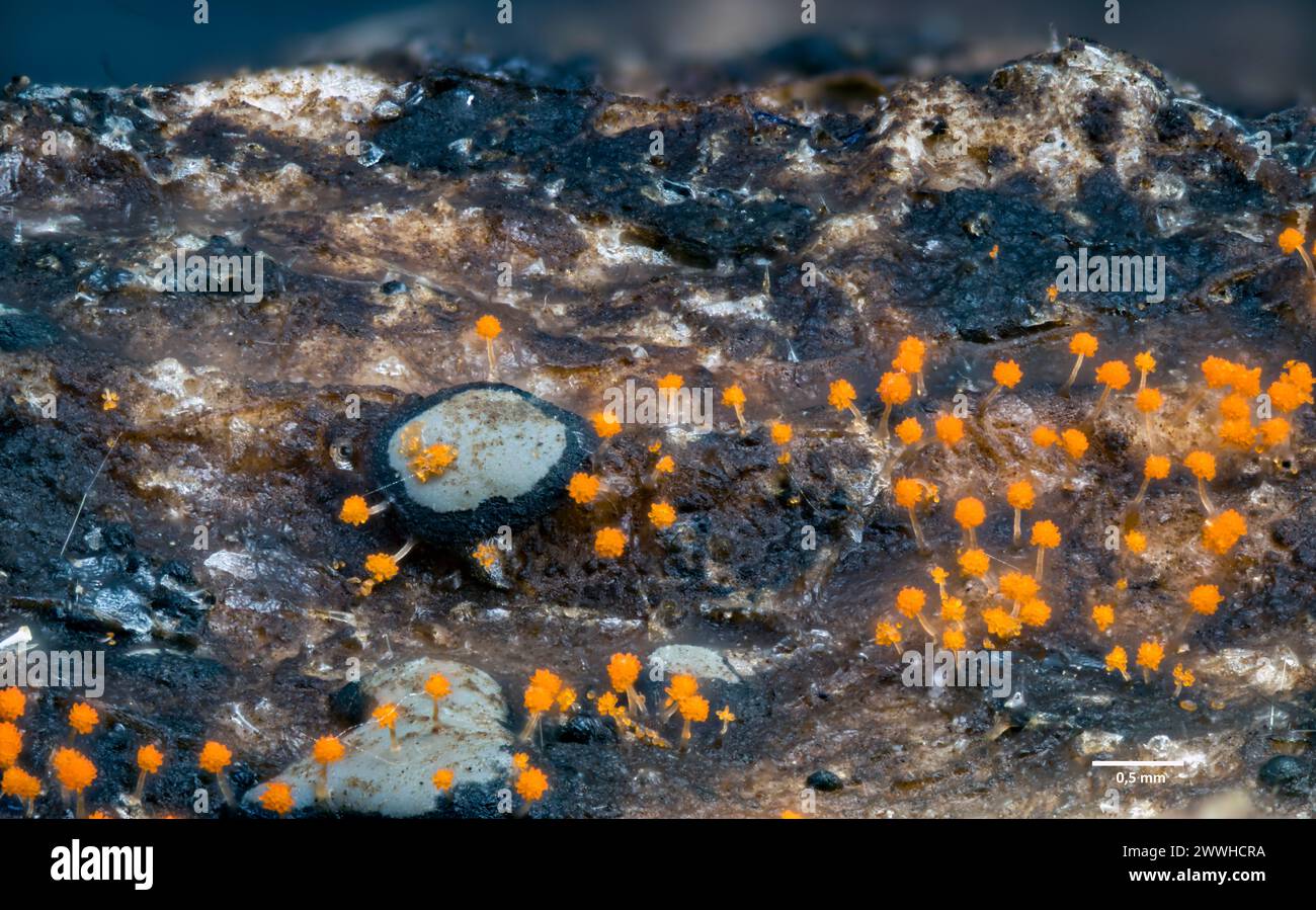 The surface of a decaying leaf. White clumps are sporocarps of the  slime mould Diderma effusum. Orange organisms are Myxobacteria (Stigmatella aurant Stock Photo