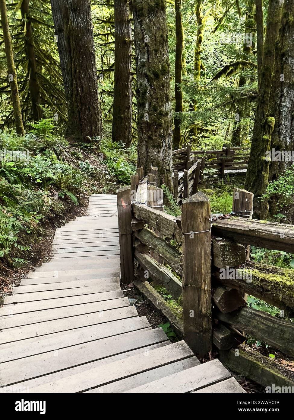 Stairs lead through forest hi-res stock photography and images - Alamy