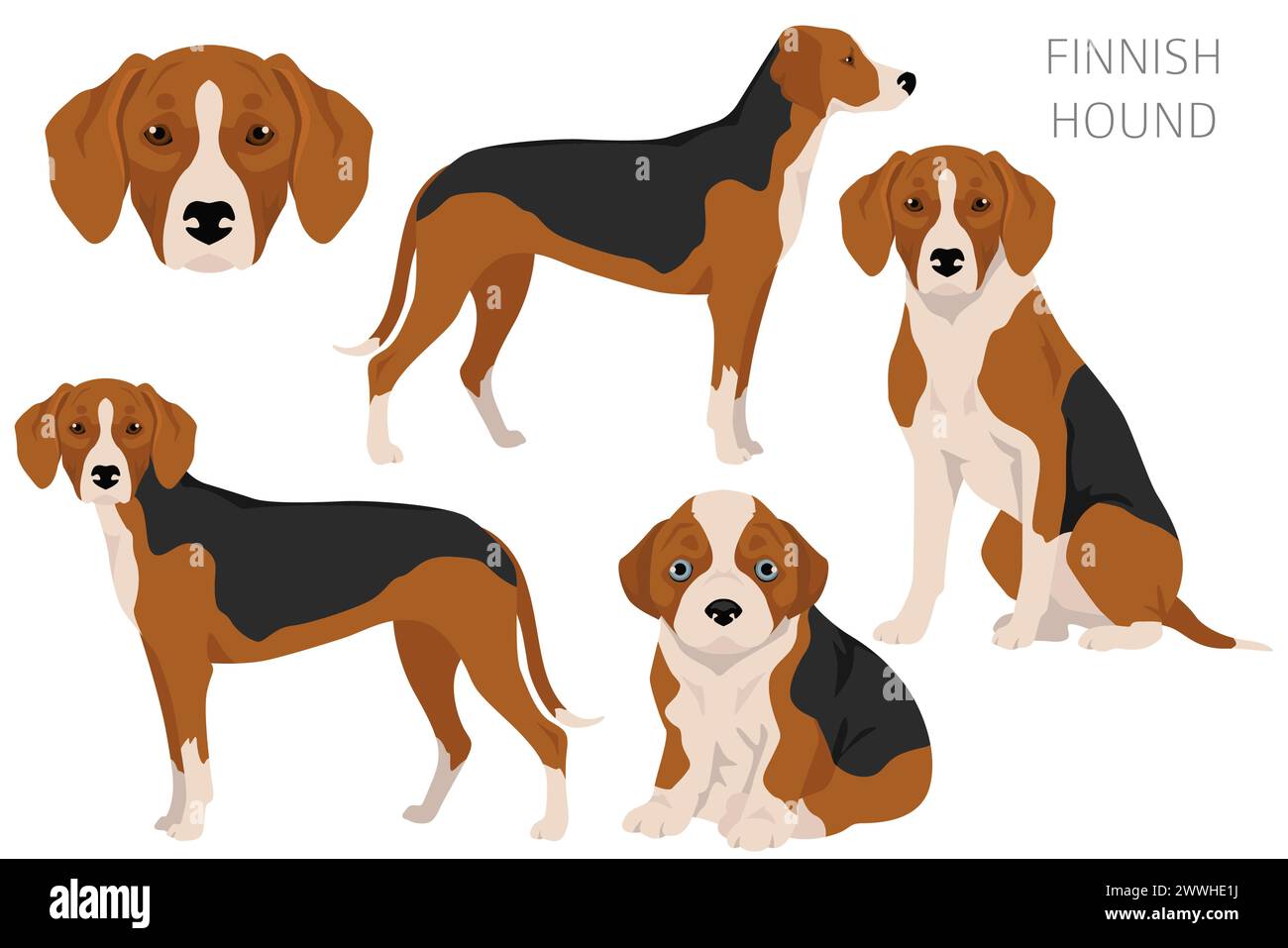 Finnish Hound clipart. Different coat colors set. Vector illustration