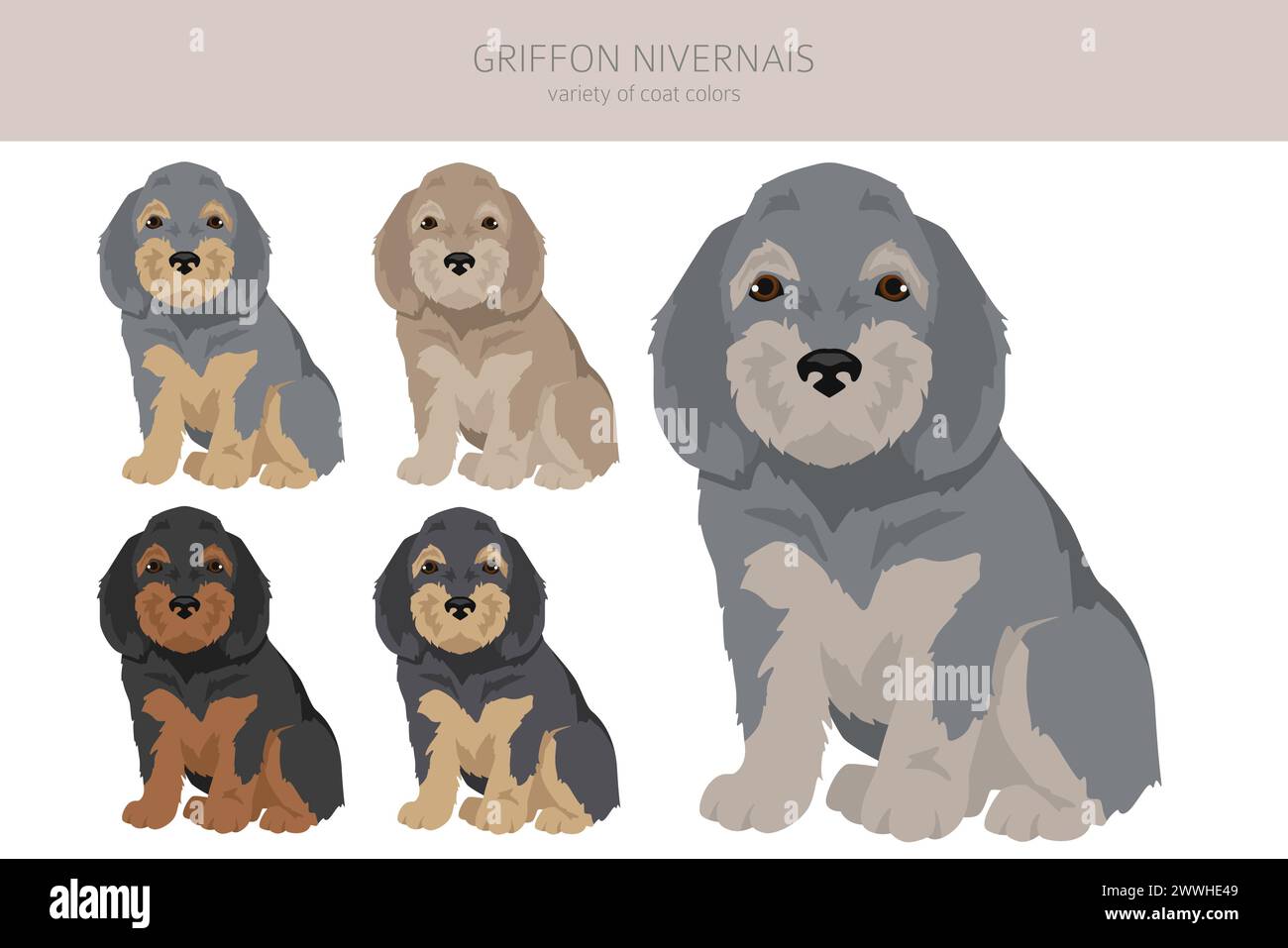 Griffon Nivernais puppy clipart. Different coat colors set.  Vector illustration Stock Vector