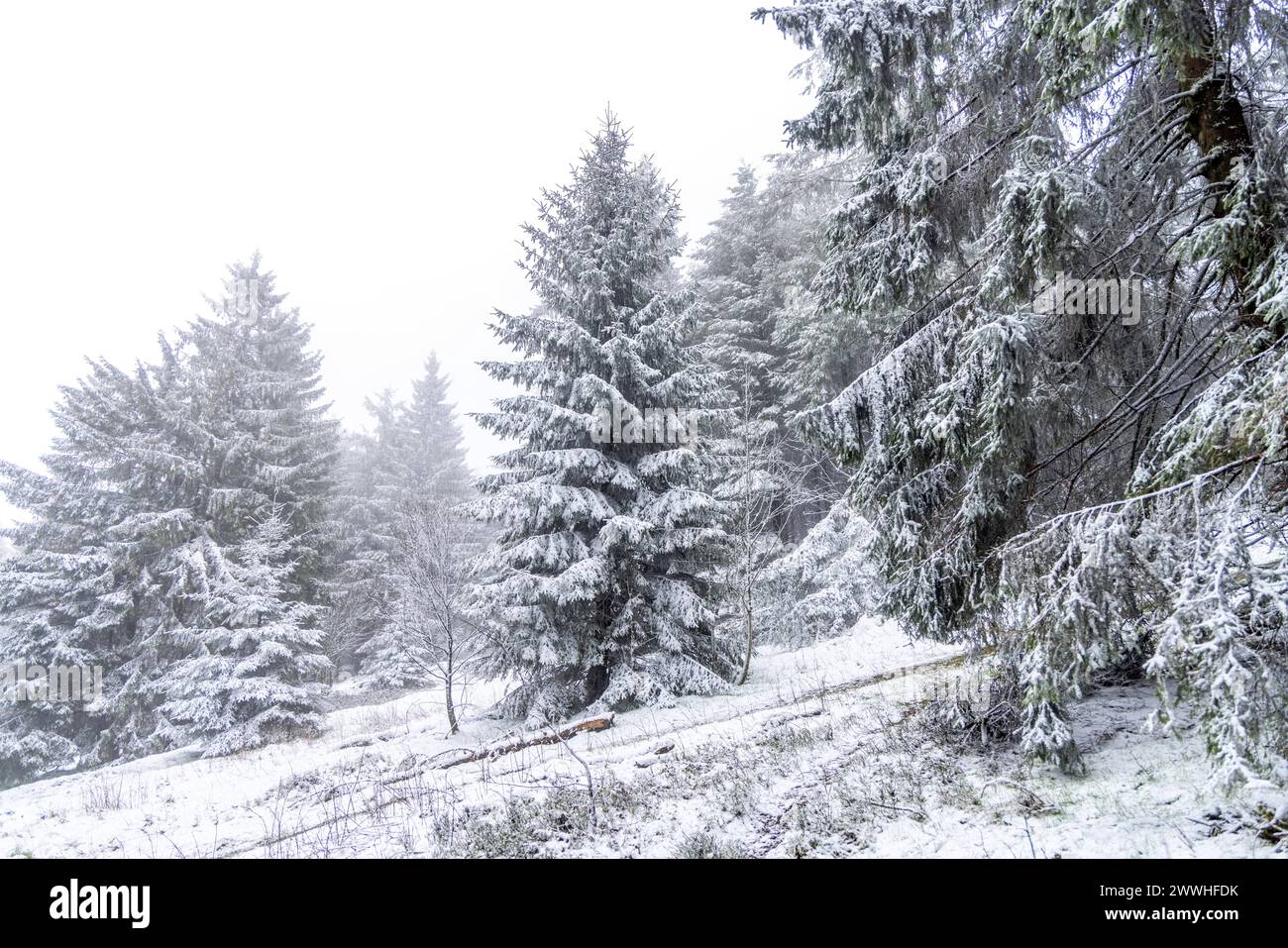 Schnee am Palmsonntag Bei wiederholten Schneeschauern liegt in den Höhenlagen des Taunus rund um den Großen Feldberg eine dünne Schneedecke. Am Vormittag meldete die Wetterstation Feldberg/Taunus eine Schneehöhe von 3cm., Schmitten Hessen Deutschland *** Snow on Palm Sunday With repeated snow showers, there is a thin layer of snow in the heights of the Taunus around the Großer Feldberg In the morning, the Feldberg Taunus weather station reported a snow depth of 3 cm , Schmitten Hessen Germany Stock Photo