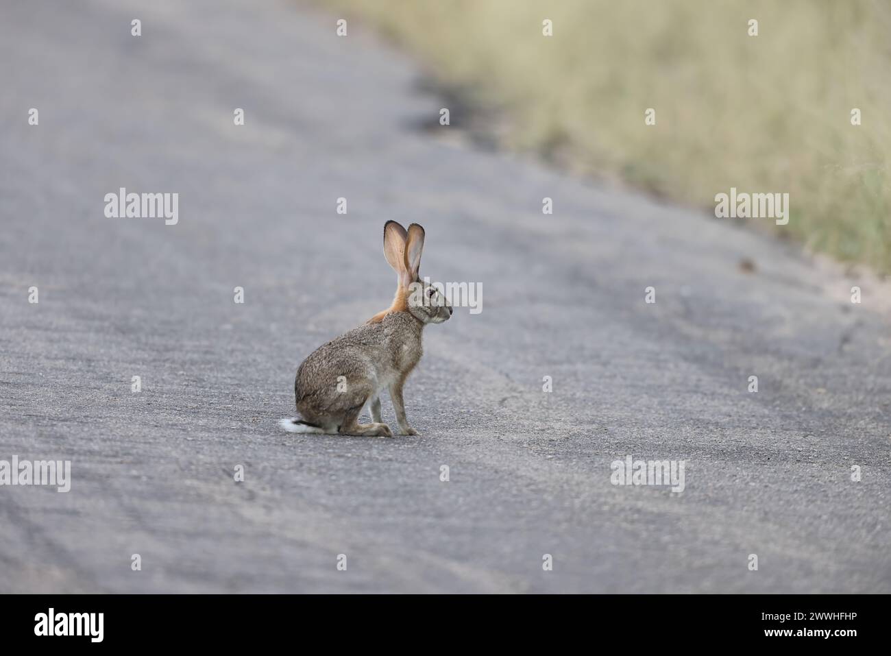 The scrub hare (Lepus saxatilis) is one of two species of hares found ...