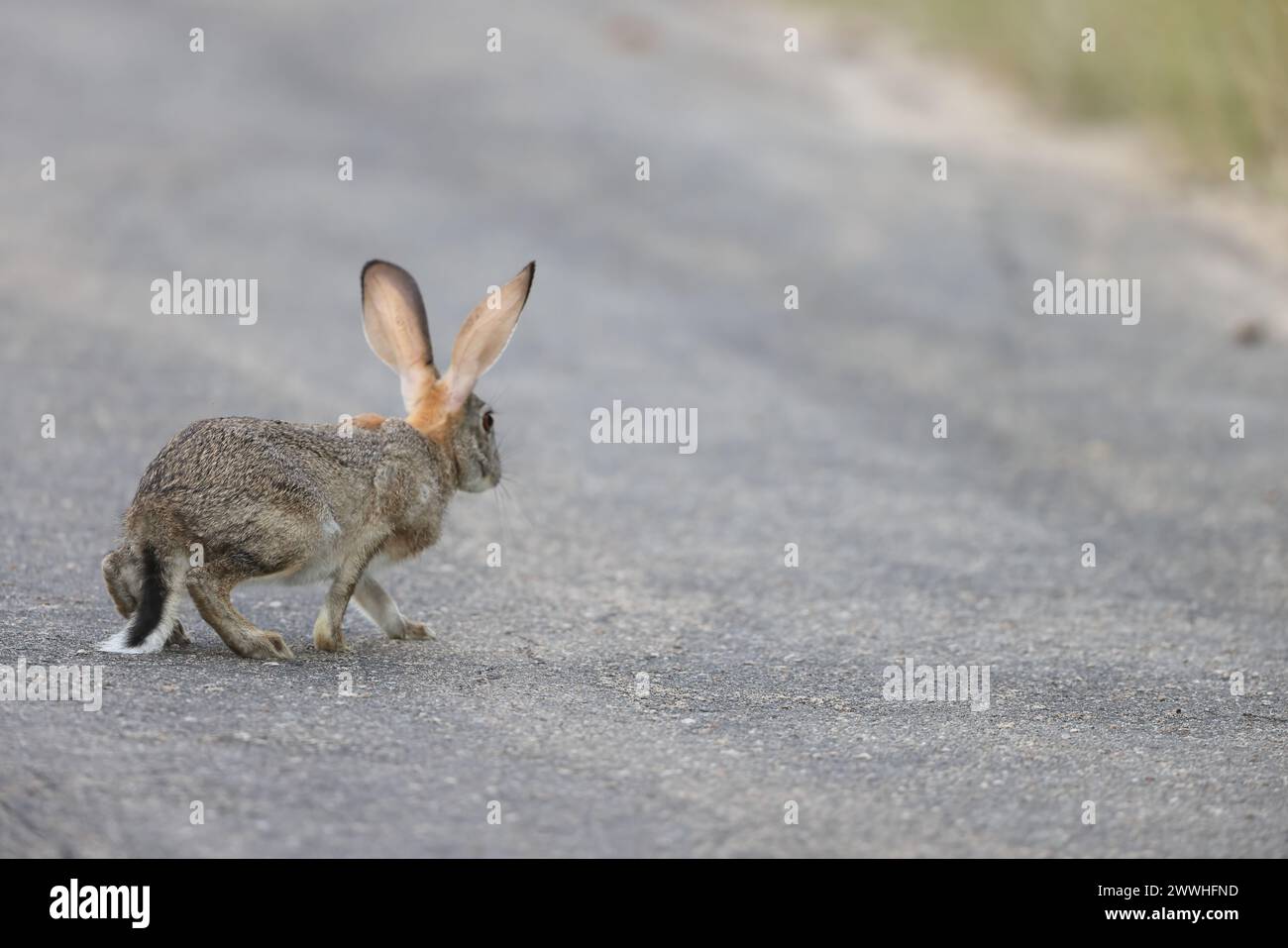 The scrub hare (Lepus saxatilis) is one of two species of hares found ...