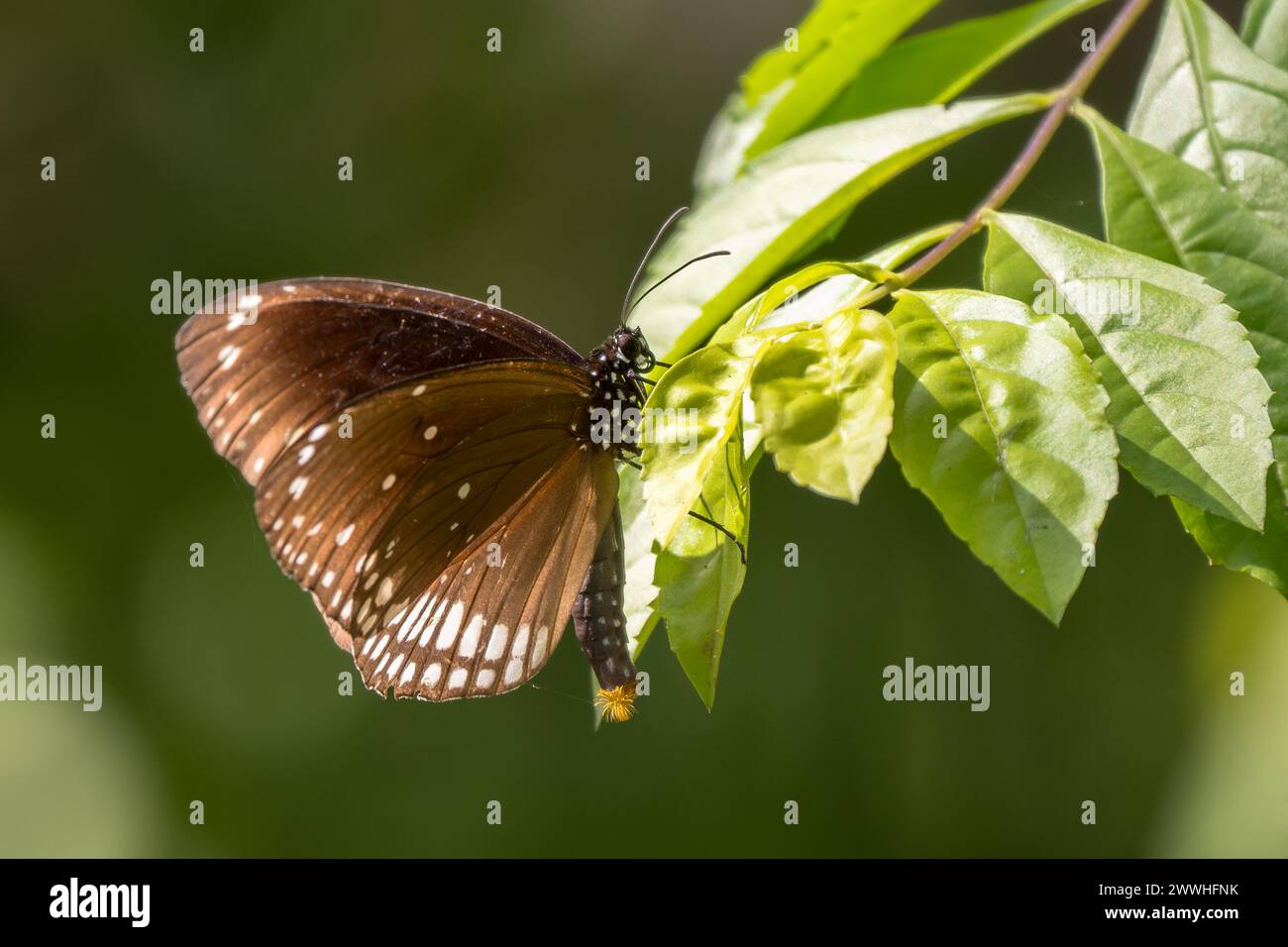 Common Indian Crow butterfly - Euploea core, large colored butterfly