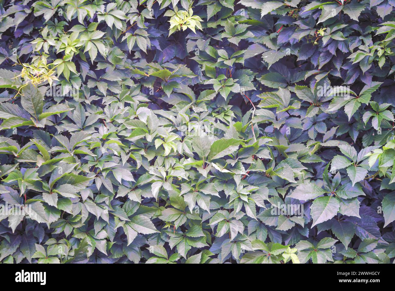 Green leafy plant wall hi-res stock photography and images - Alamy