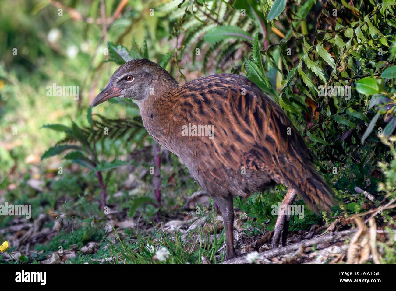 A weka (Gallirallus australis), also known as a Maori hen, or woodhen, is a flightless bird endemic to New Zealand. This one near Lake Mahinapua. Stock Photo