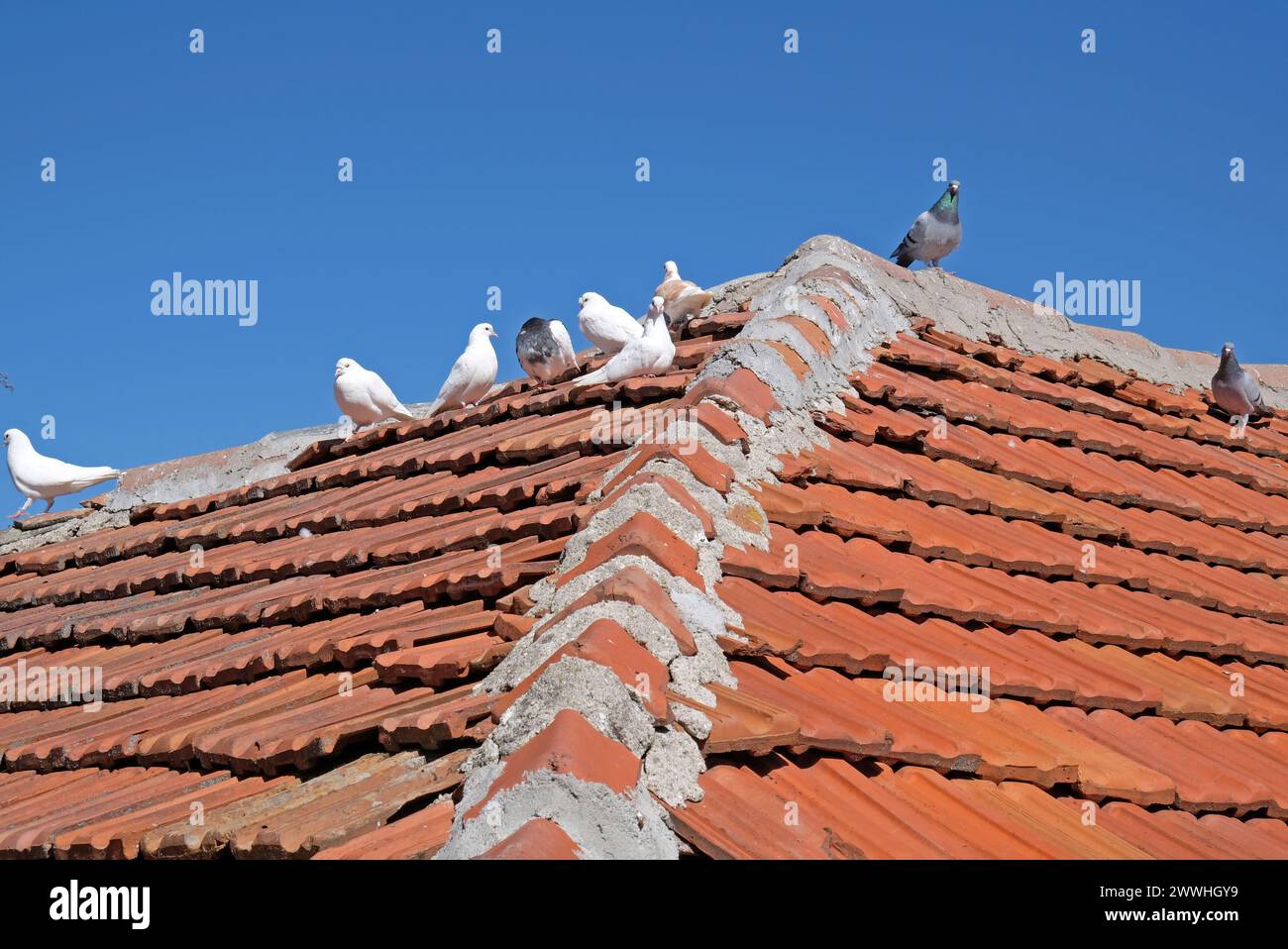 Magic pigeons on a roof of a small house Stock Photo