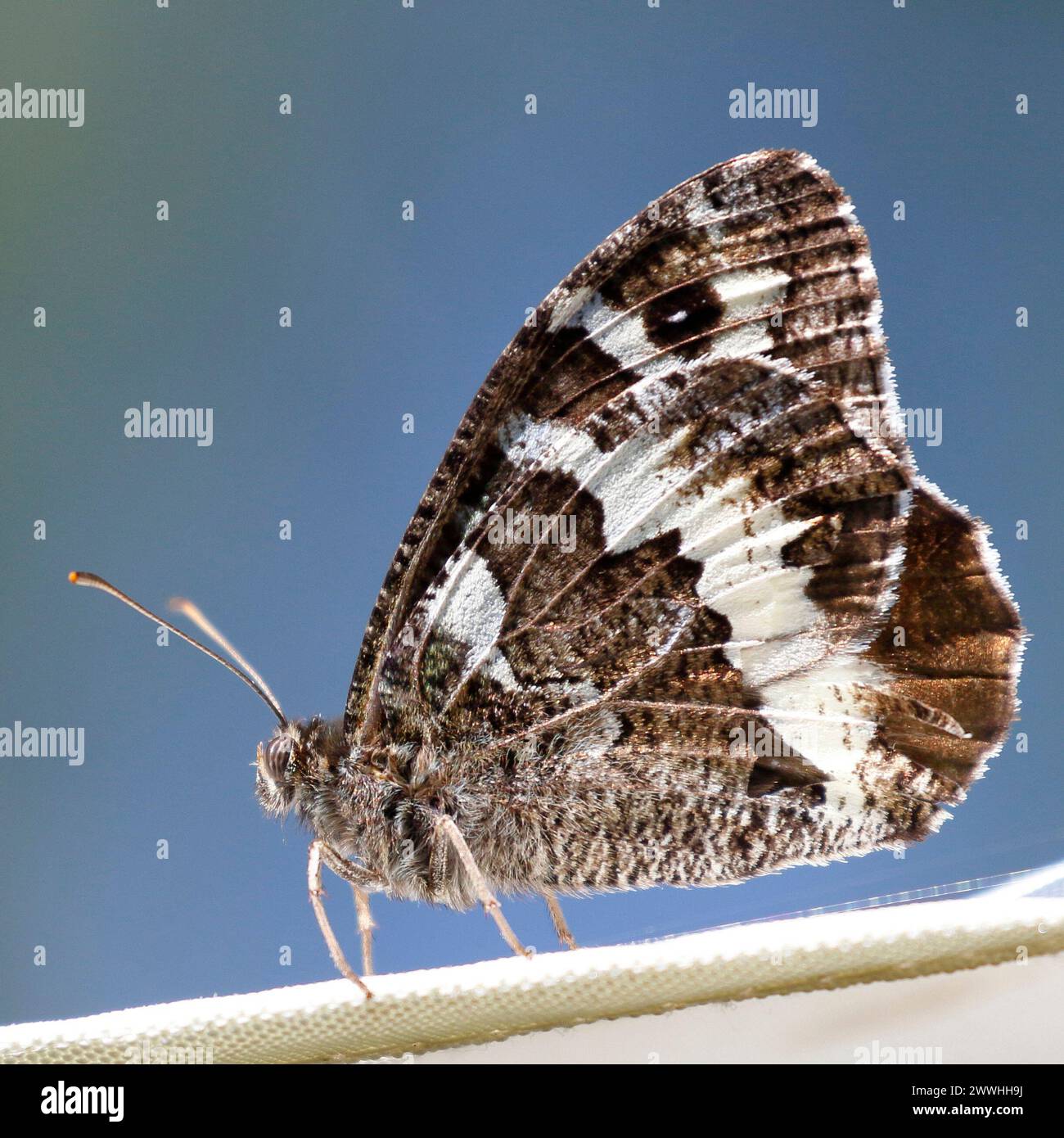 A pretty butterfly sits on the edge of a white parasol Stock Photo