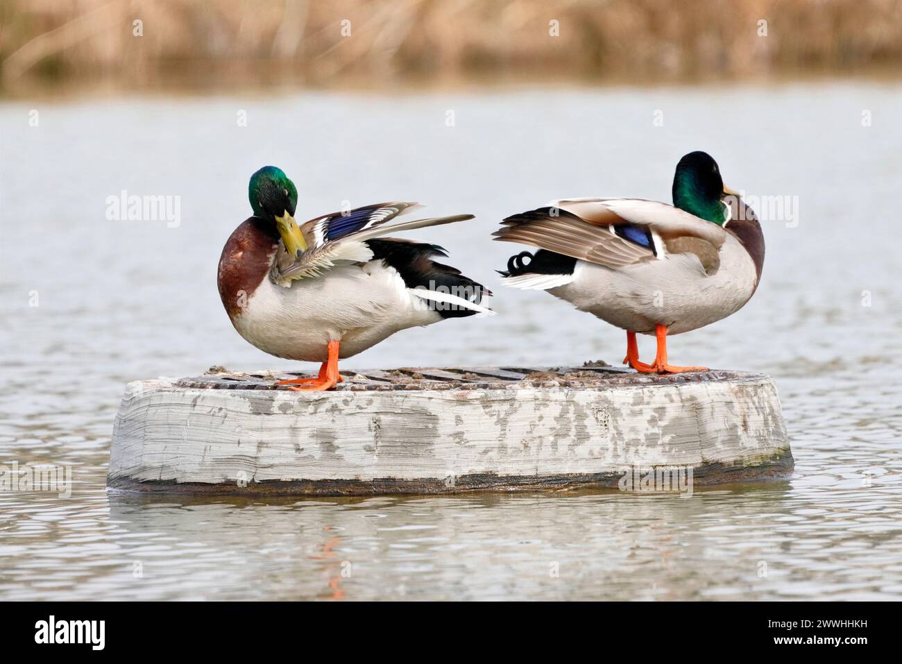 Two mallard ducks sit on the drain grate of a pond and calmly preen their feathers Stock Photo