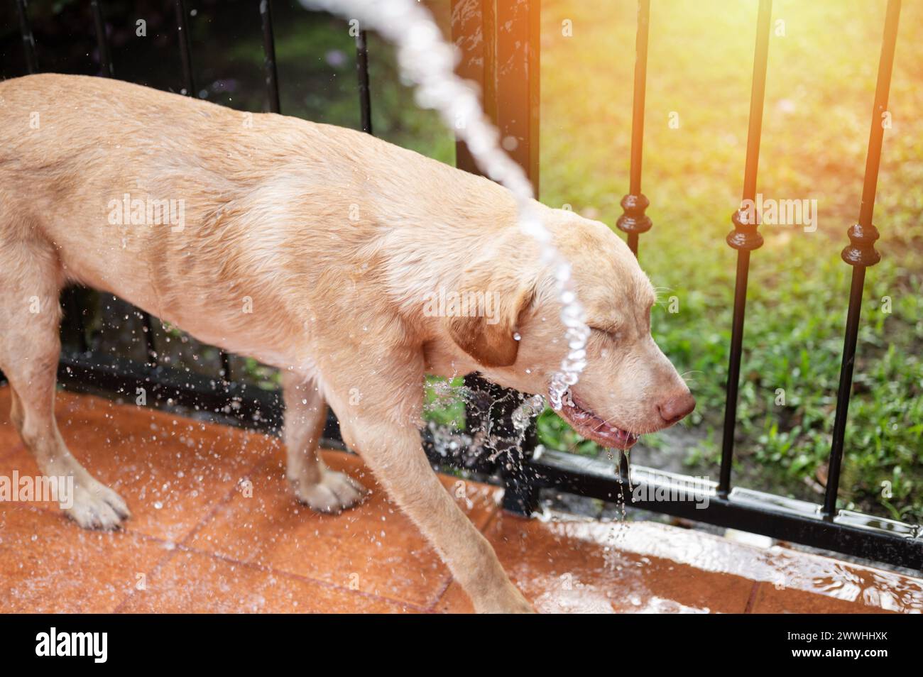 Spray clean water on labrador dog to wash his fur on green backyard background Stock Photo
