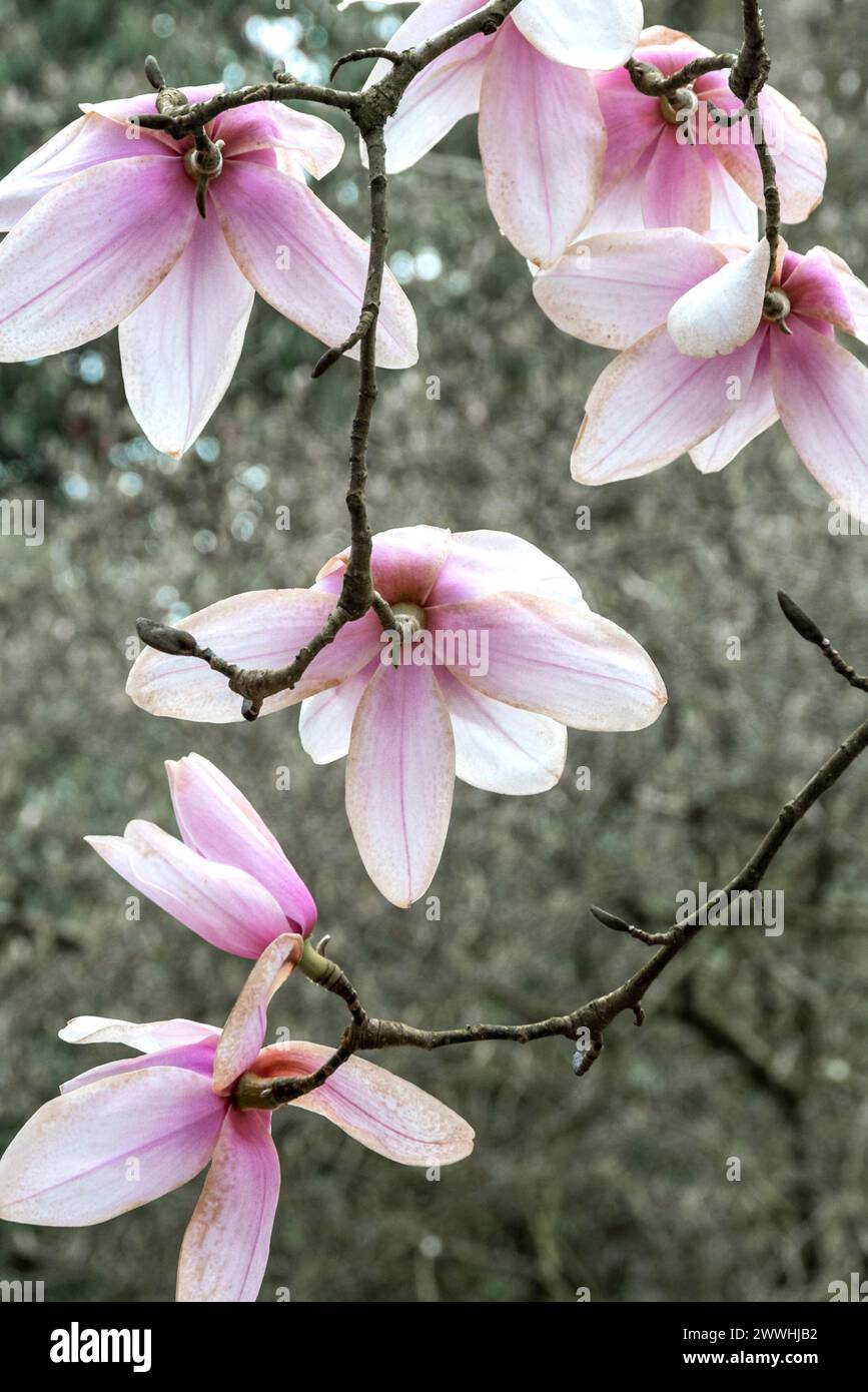 Pink magnolia blossoms hi-res stock photography and images - Alamy