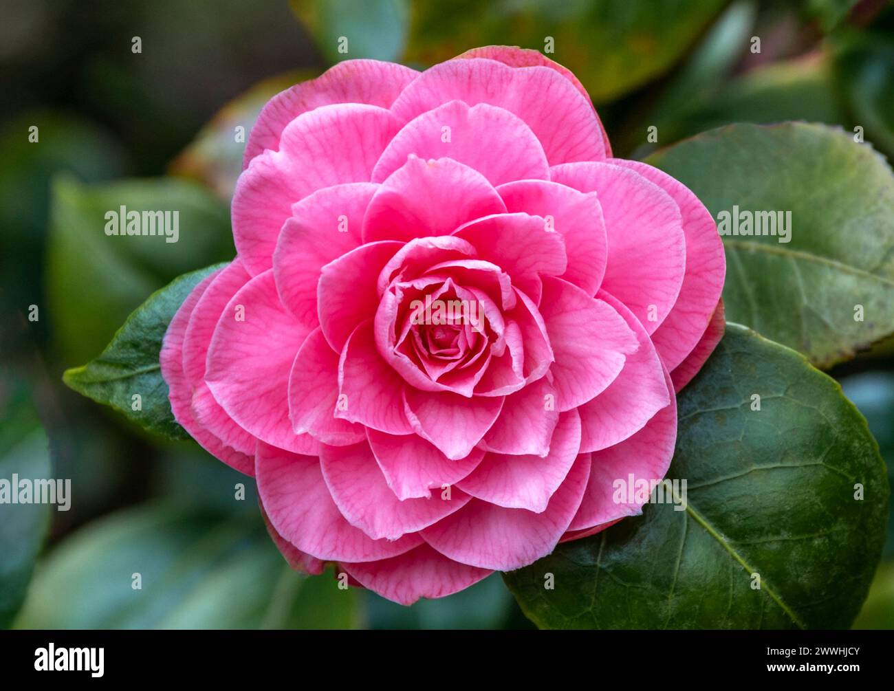 A pink azalea flower showing a rosette of petals Stock Photo