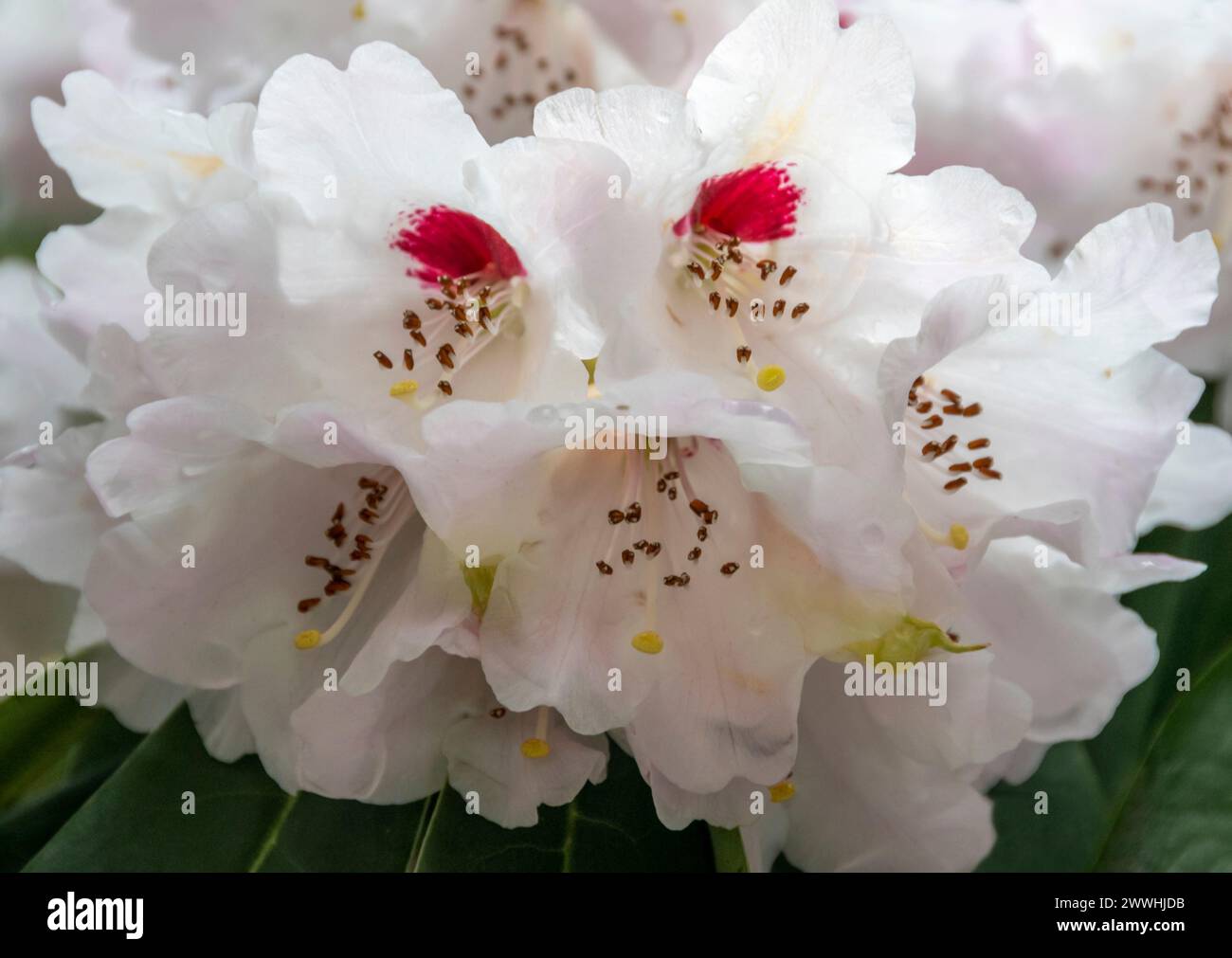 A white Campbellii Rhododendron bloom in full flower Stock Photo