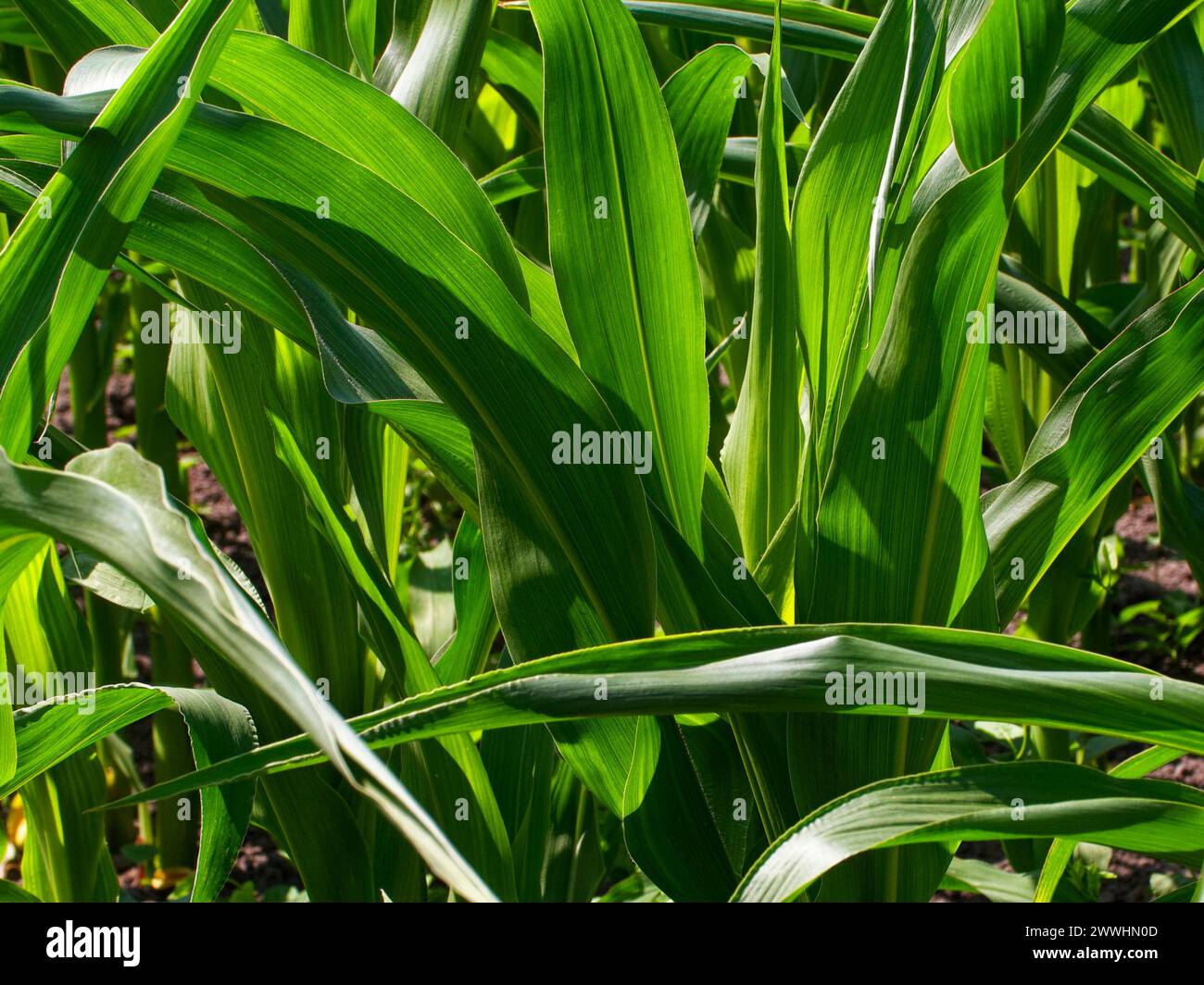 Agricultural Growth: Sunlit cornfield detail, highlighting the lush green leaves intertwining, embodying growth and agriculture. Stock Photo