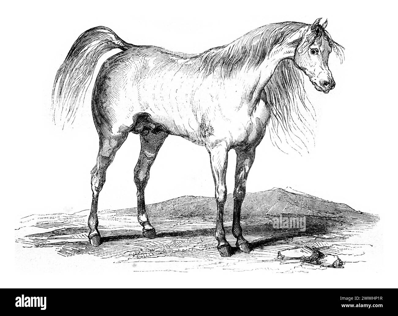 Arab horse, vintage engraving. Arab horse, vintage engraved illustration. Magasin Pittoresque 1845. Copyright: xZoonar.com/PatrickxGuenettex 104286746 Stock Photo