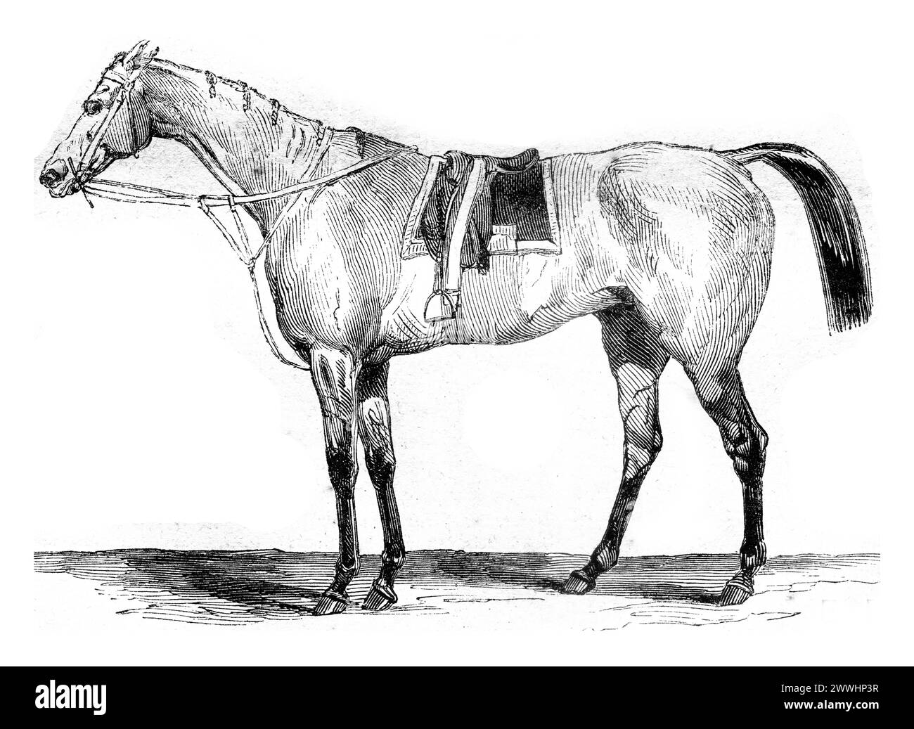Thoroughbred racehorse, vintage engraving. Thoroughbred racehorse, vintage engraved illustration. Magasin Pittoresque 1845. Copyright: xZoonar.com/Pat Stock Photo
