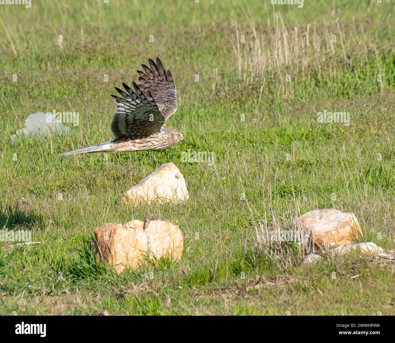 Northern harrier hi-res stock photography and images - Alamy