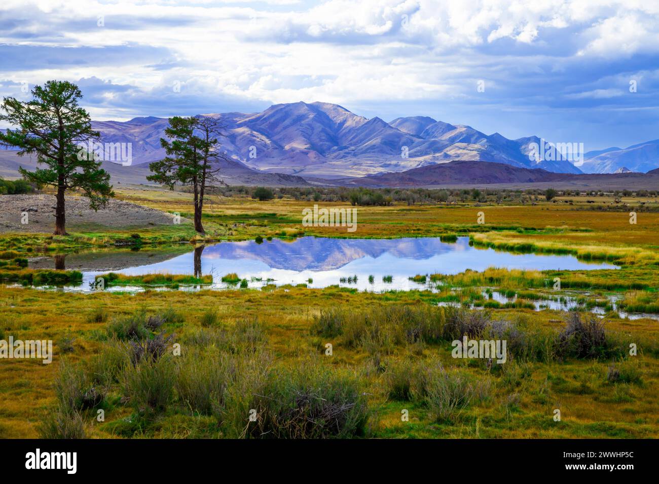 Colorful spring steppe mountain landscape Colorful spring landscape two pine trees near a lake in the steppe prairie and mountains in the background C Stock Photo