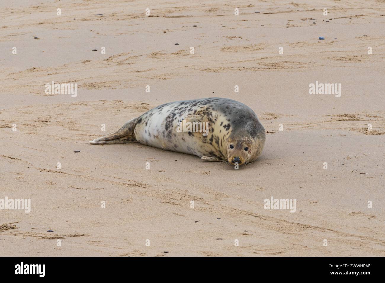 A seal resting on a beach Stock Photo - Alamy
