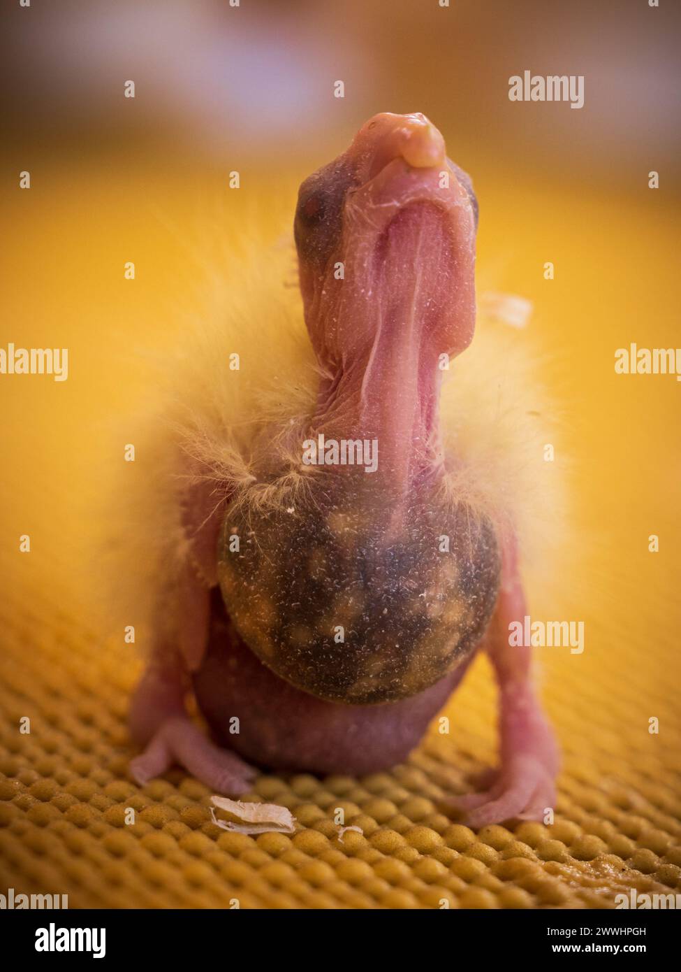 Baby trying to stand hi-res stock photography and images - Alamy